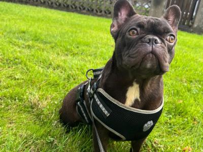 Selling 3 female French Bulldog puppies 12 months old in Limerick
