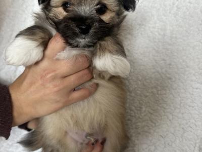 Bichonaranian Teddy Puppies