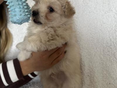 Bichonaranian Teddy Puppies