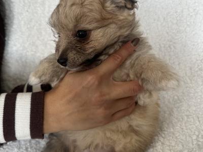 Bichonaranian Teddy Puppies