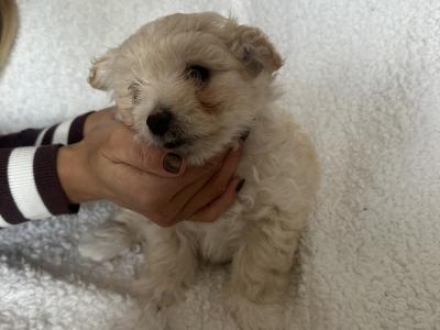 Bichonaranian Teddy Puppies