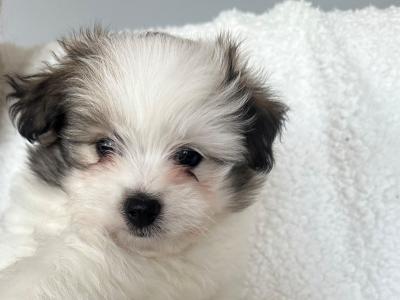 Bichonaranian Teddy Puppies