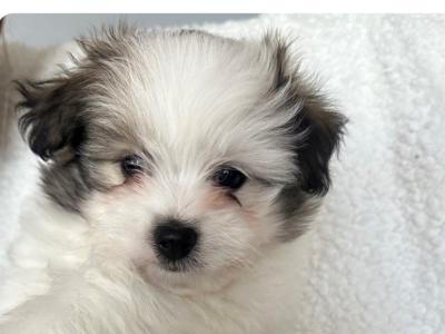 Bichonaranian Teddy Puppies