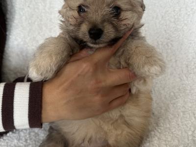Bichonaranian Teddy Puppies