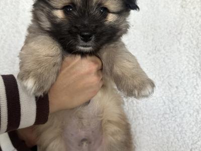 Bichonaranian Teddy Puppies