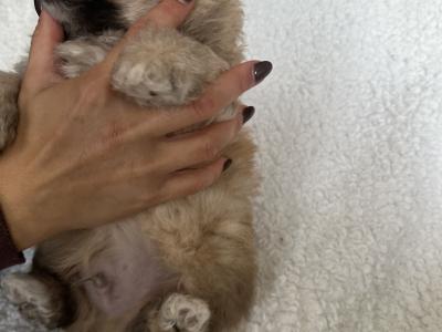 Bichonaranian Teddy Puppies