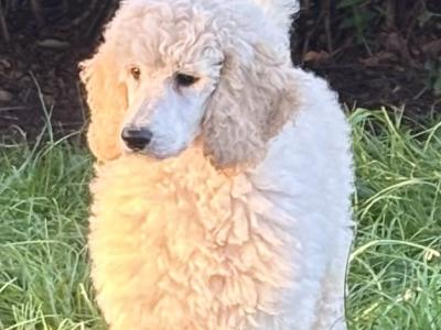 Standard Poodle Puppy IKC Ready . Gorgeous  Male  Ready  <3 NON SHED!