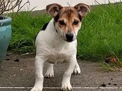 Tricolour male Jack Russell puppt 6 months old in Roscommon