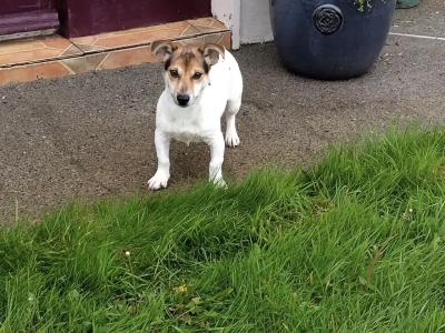 Tricolour male Jack Russell puppt 6 months old in Roscommon