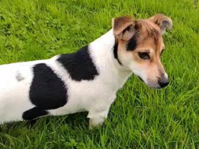 Tricolour male Jack Russell puppt 6 months old in Roscommon