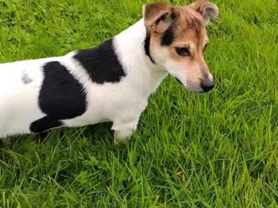 Tricolour male Jack Russell puppt 6 months old in Roscommon
