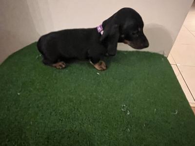 Gorgeous IKC Registered Dachshund puppies in Laois