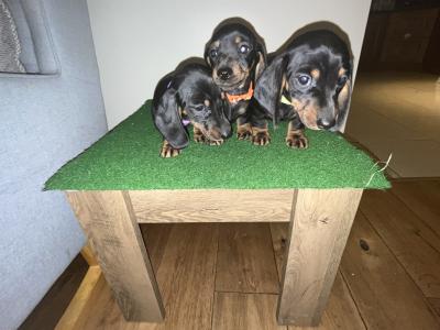 Gorgeous IKC Registered Dachshund puppies in Laois