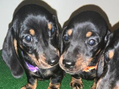 Gorgeous IKC Registered Dachshund puppies in Laois