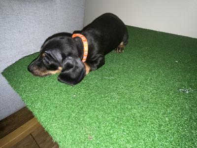Gorgeous IKC Registered Dachshund puppies in Laois