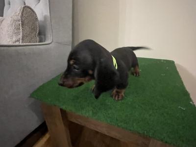 Gorgeous IKC Registered Dachshund puppies in Laois