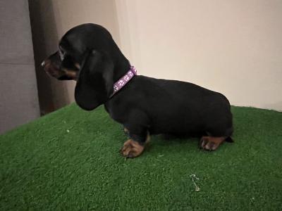 Gorgeous IKC Registered Dachshund puppies in Laois