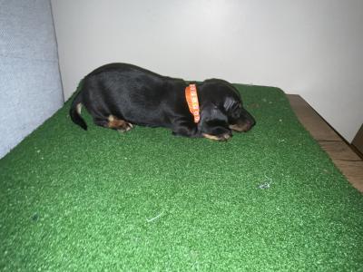 Gorgeous IKC Registered Dachshund puppies in Laois