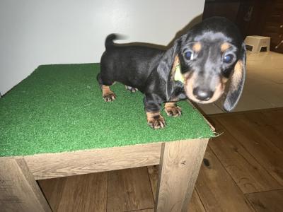Gorgeous IKC Registered Dachshund puppies in Laois