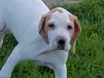 English Pointer puppies in Laois