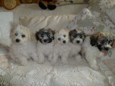 Bichon Frise x Tibetan Terrier puppies in Cork
