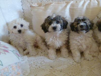 Bichon Frise x Tibetan Terrier puppies in Cork