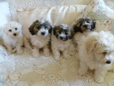 Bichon Frise x Tibetan Terrier puppies in Cork