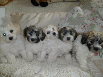 Bichon Frise x Tibetan Terrier puppies in Cork