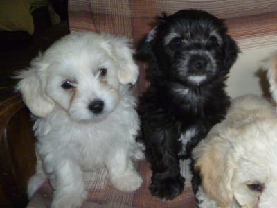 Bichon Frise x Yorkshire Terrier puppies in Cork