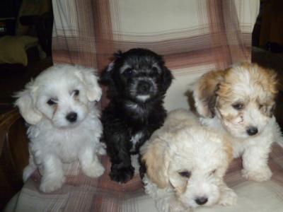 Bichon Frise x Yorkshire Terrier puppies in Cork