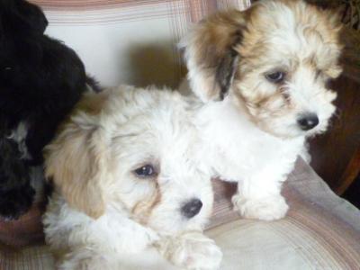 Bichon Frise x Yorkshire Terrier puppies in Cork