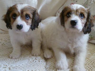 Cavachon puppies in Cork