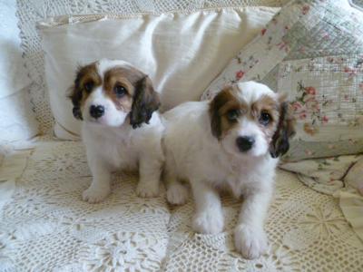 Cavachon puppies in Cork