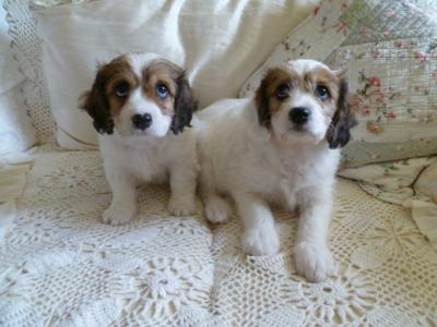 Cavachon puppies in Cork