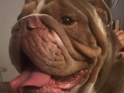 Bruno the Bulldog for stud