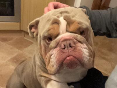 Bruno the Bulldog for stud