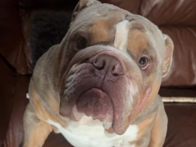 Bruno the Bulldog for stud