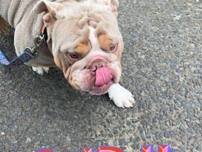 Bruno the Bulldog for stud