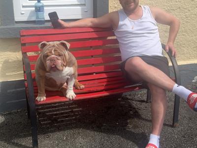 Bruno the Bulldog for stud