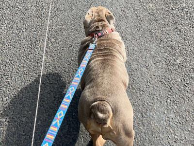 Bruno the Bulldog for stud
