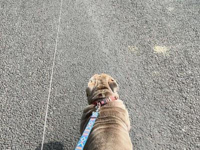 Bruno the Bulldog for stud