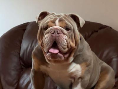 Bruno the Bulldog for stud