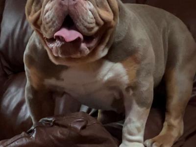 Bruno the Bulldog for stud