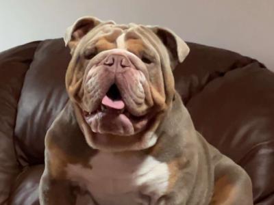 Bruno the Bulldog for stud