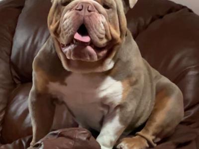 Bruno the Bulldog for stud