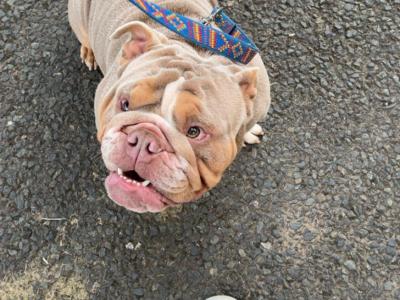 Bruno the Bulldog for stud