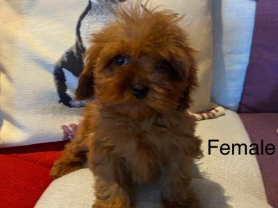 Cavapoo puppies in Carlow