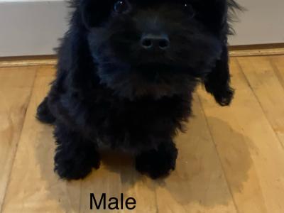 Cavapoo puppies in Carlow