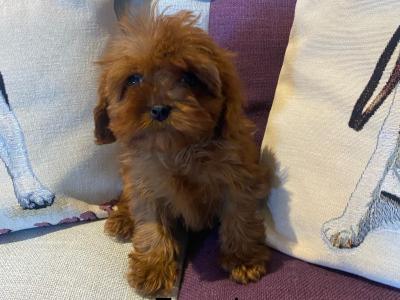 Cavapoo puppies in Carlow