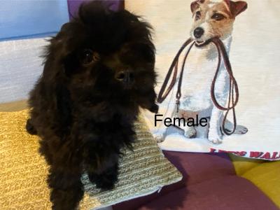 Cavapoo puppies in Carlow